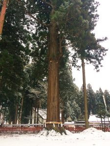 ต้นนี้หลายร้อยปี ยืนต้นอยู๋ ภายในบริเวณศาลเจ้า Kushihiki Hachimangu Shrine, ศาลเจ้าดังแห่ง Hachinohe, Aomori