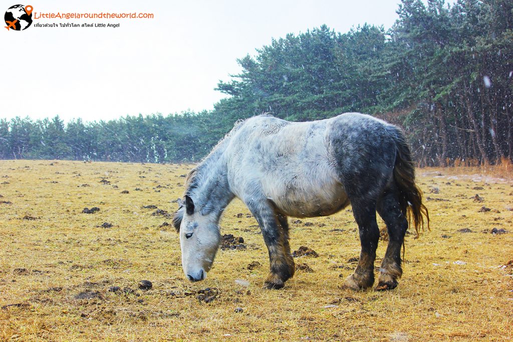 Kandachime ม้าถึก ทนหนาว ของจังหวัดอาโอโมริ