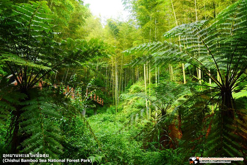 เฟิร์นล้านปี ที่ อุทยานทะเลไผ่ชื่อสุ่ย (Chishui Bamboo Sea National Forest Park)