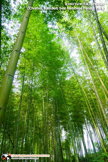 ไผ่ลำต้นตรง สูงใหญ่ สวยงามมาก ที่ อุทยานทะเลไผ่ชื่อสุ่ย (Chishui Bamboo Sea National Forest Park)