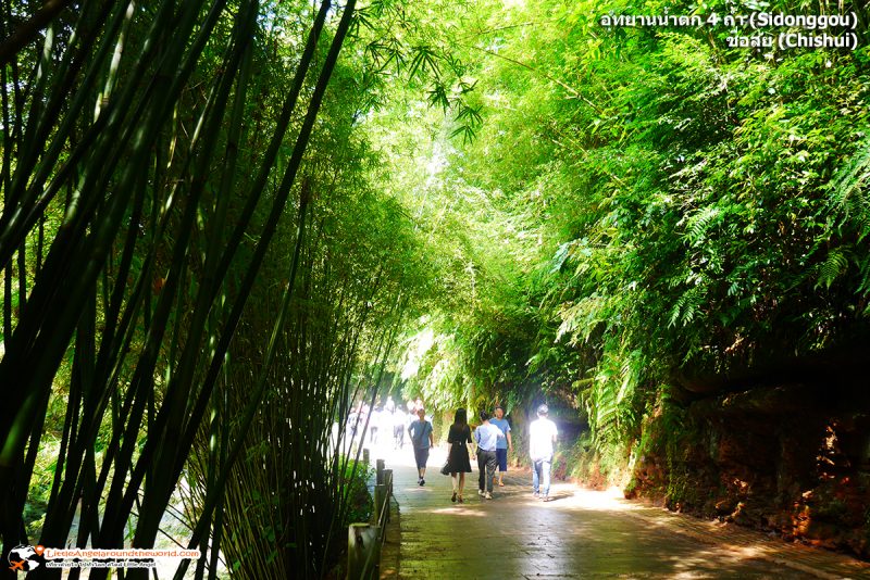 บรรยากาศป่าไผ่ตามเส้นทางการชม อุทยานน้ำตก 4 ถ้ำ (Sidonggou) : อุทยานน้ำตกดังของชื่อสุ่ย (Chishui)