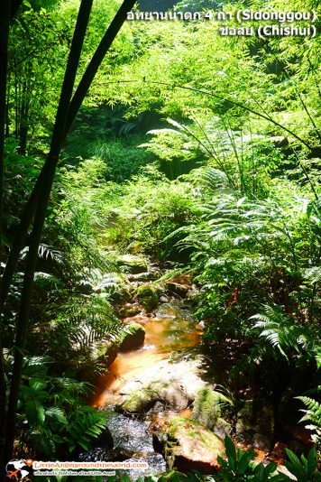 น้ำใสไหลมาจากน้ำตกชั้นสูง ลงสู่ชั้นล่าง ท่ามกลางต้นไม้ใหญ่น้อย ที่ อุทยานน้ำตก 4 ถ้ำ (Sidonggou) : อุทยานน้ำตกดังของชื่อสุ่ย (Chishui)