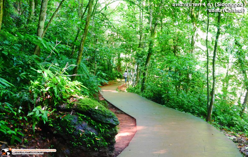 เดินชมธรรมชาติเพลิดเพลิน ที่ อุทยานน้ำตก 4 ถ้ำ (Sidonggou) ทางเดินได้สะดวกมาก : อุทยานน้ำตกดังของชื่อสุ่ย (Chishui)
