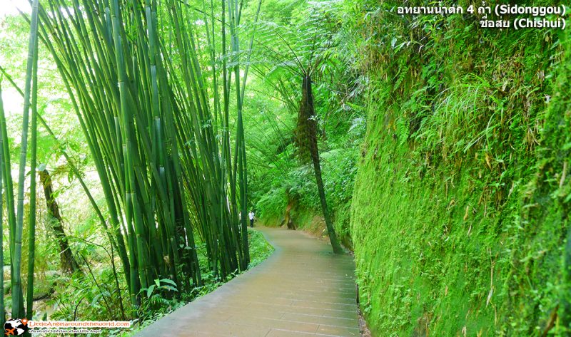 ชมธรรมชาติอย่างใกล้ชิดตามสองข้างทางเดิน ที่ อุทยานน้ำตก 4 ถ้ำ (Sidonggou) : อุทยานน้ำตกดังของชื่อสุ่ย (Chishui)