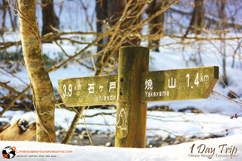 ลำธารโออิราเซะ(Oirase Stream) เส้นทางท่องเที่ยวสวยของอาโอโมริ (Aomori)