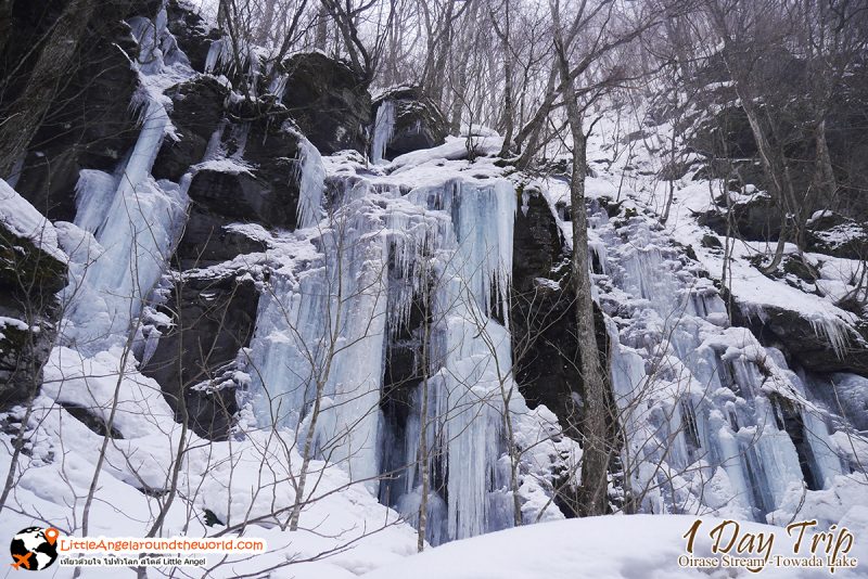 วิวสวยที่ ลำธารโออิราเซะ(Oirase Stream) เส้นทางท่องเที่ยวสวยของอาโอโมริ (Aomori)