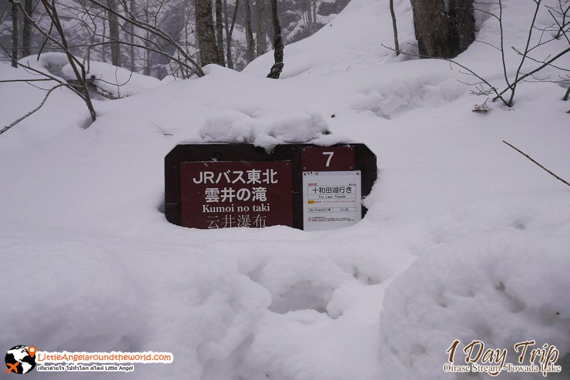 ลำธารโออิราเซะ(Oirase Stream) เส้นทางท่องเที่ยวสวยของอาโอโมริ (Aomori)