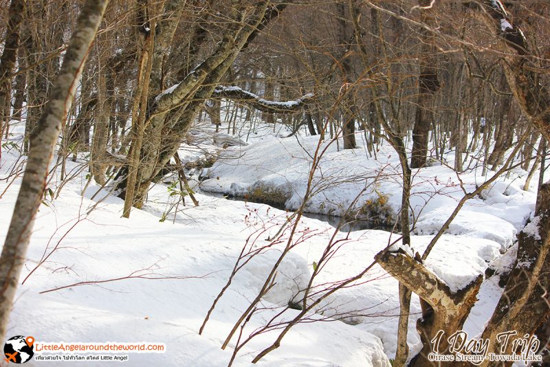 ลำธารโออิราเซะ(Oirase Stream) เส้นทางท่องเที่ยวสวยของอาโอโมริ (Aomori)