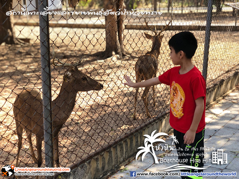 สถานีเพาะเลี้ยงและขยายพันธุ์สัตว์ป่าห้วยทราย : รีวิวเที่ยวหัวหิน ส่องคอนโดติดทะเล Boathouse Hua Hin