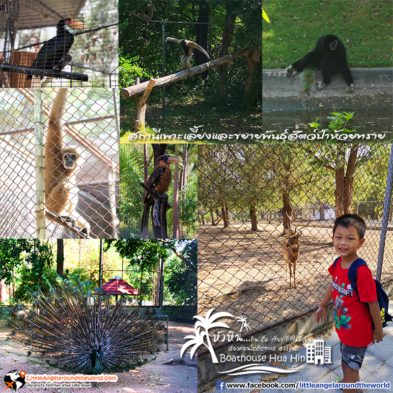 สถานีเพาะเลี้ยงและขยายพันธุ์สัตว์ป่าห้วยทราย : รีวิวเที่ยวหัวหิน ส่องคอนโดติดทะเล Boathouse Hua Hin