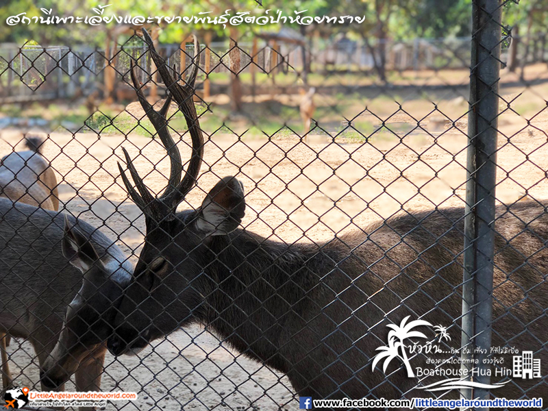 สถานีเพาะเลี้ยงและขยายพันธุ์สัตว์ป่าห้วยทราย : รีวิวเที่ยวหัวหิน ส่องคอนโดติดทะเล Boathouse Hua Hin